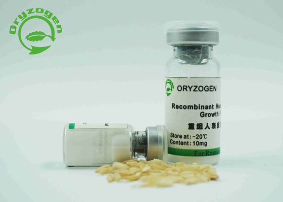 A pureza alta EGF de recombinação fatora não - o componente animal para Xeno - o meio livre