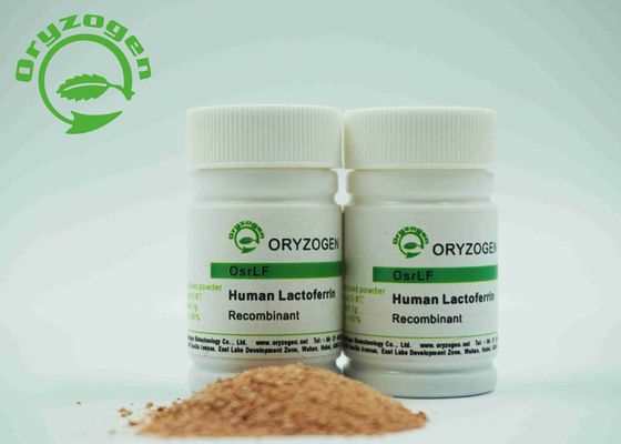 Lactoferrin humano de recombinação pó liofilizado