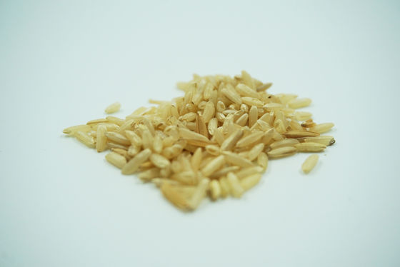 O específico do endosperma do arroz expressou a proteína humana de recombinação da albumina TEM sem nenhum risco dos contaminadores