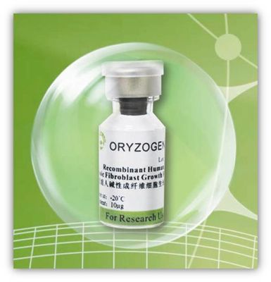 Oryza de recombinação -20℃ extraído Sativa Storaged do fator do bFGF da proteína