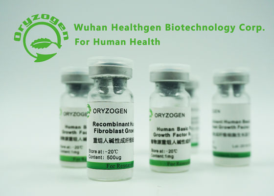 Baixo a planta liofilizada do pó do fator de crescimento do fibroblasto da endotoxina bFGF básico derivou-se