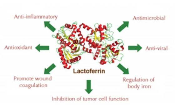 Lactoferrin de recombinação Lyophiized da maior de 95% pureza do antibacteriano com sal inorgánico