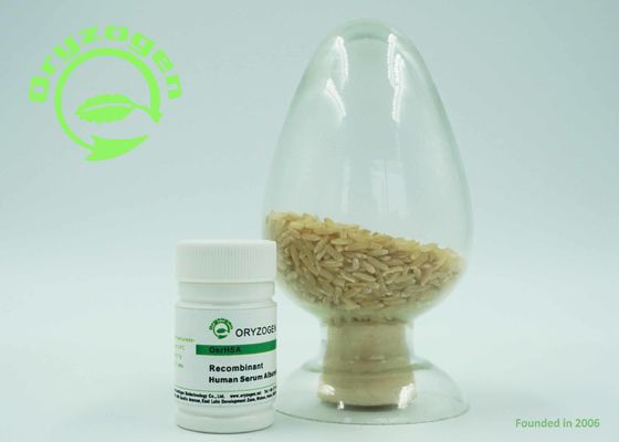 O específico do endosperma do arroz expressou a proteína humana de recombinação da albumina TEM sem nenhum risco dos contaminadores