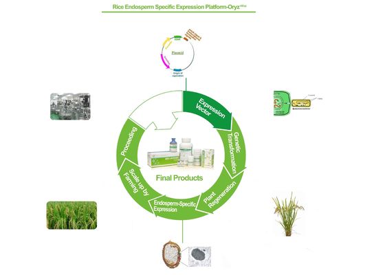 Base de recombinação do serviço da proteína de Biopharma na plataforma da expressão das pilhas do arroz