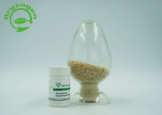De recombinação Sativa do Oryza liofilizou a proteína humana maciça molecular da albumina do pó 66.554KD