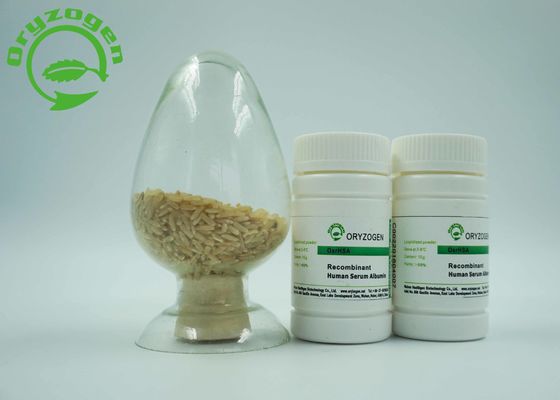 O específico do endosperma do arroz expressou a proteína humana de recombinação da albumina TEM sem nenhum risco dos contaminadores