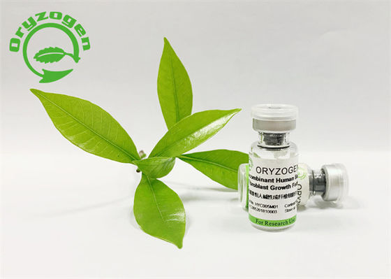Planta antienvelhecimento do fator de crescimento do bFGF derivada com bioatividade alta